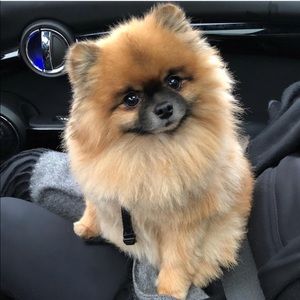 Meet your Posher, Cecelia